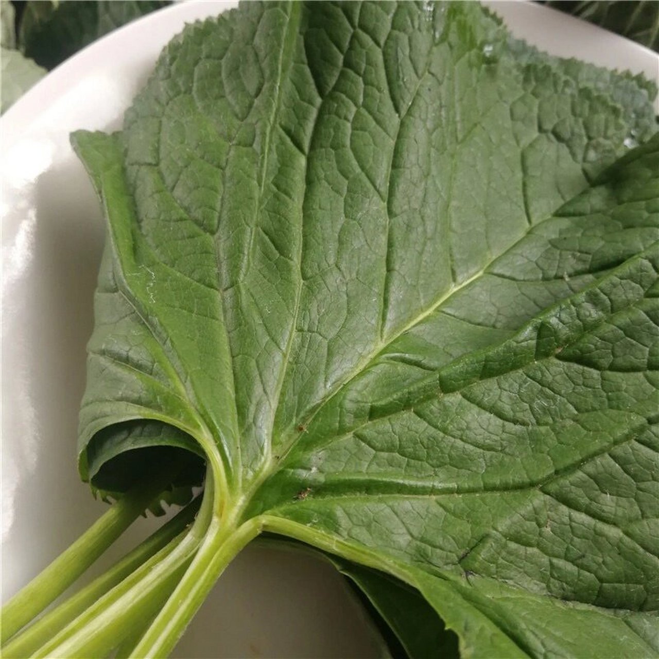 新鲜马蹄叶大叶子春季山野菜 东北人有大酱,能吃掉整个绿化带?