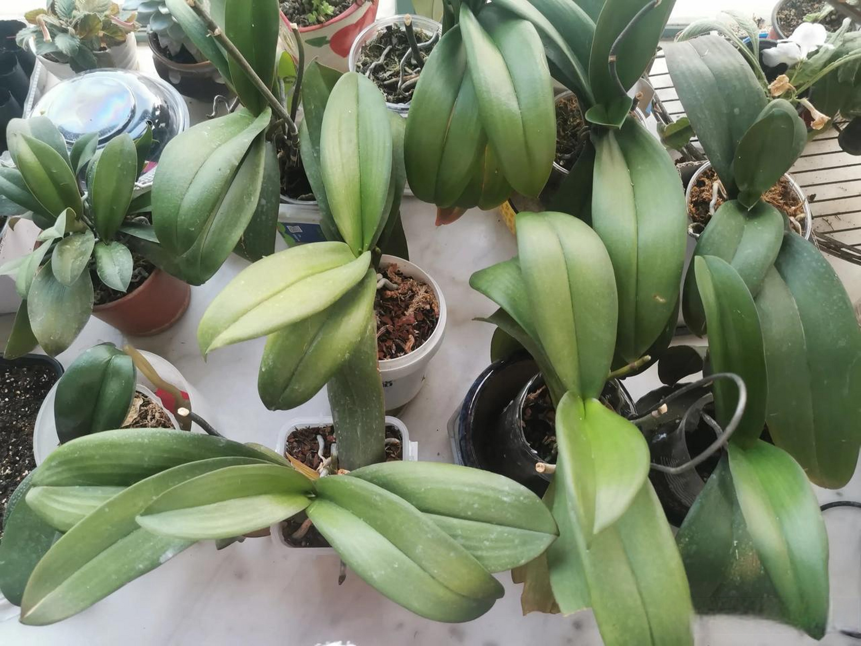 我家的蝴蝶兰大部分都出花剑了,只有这个小型的蝴蝶兰,两盆,每盆里面