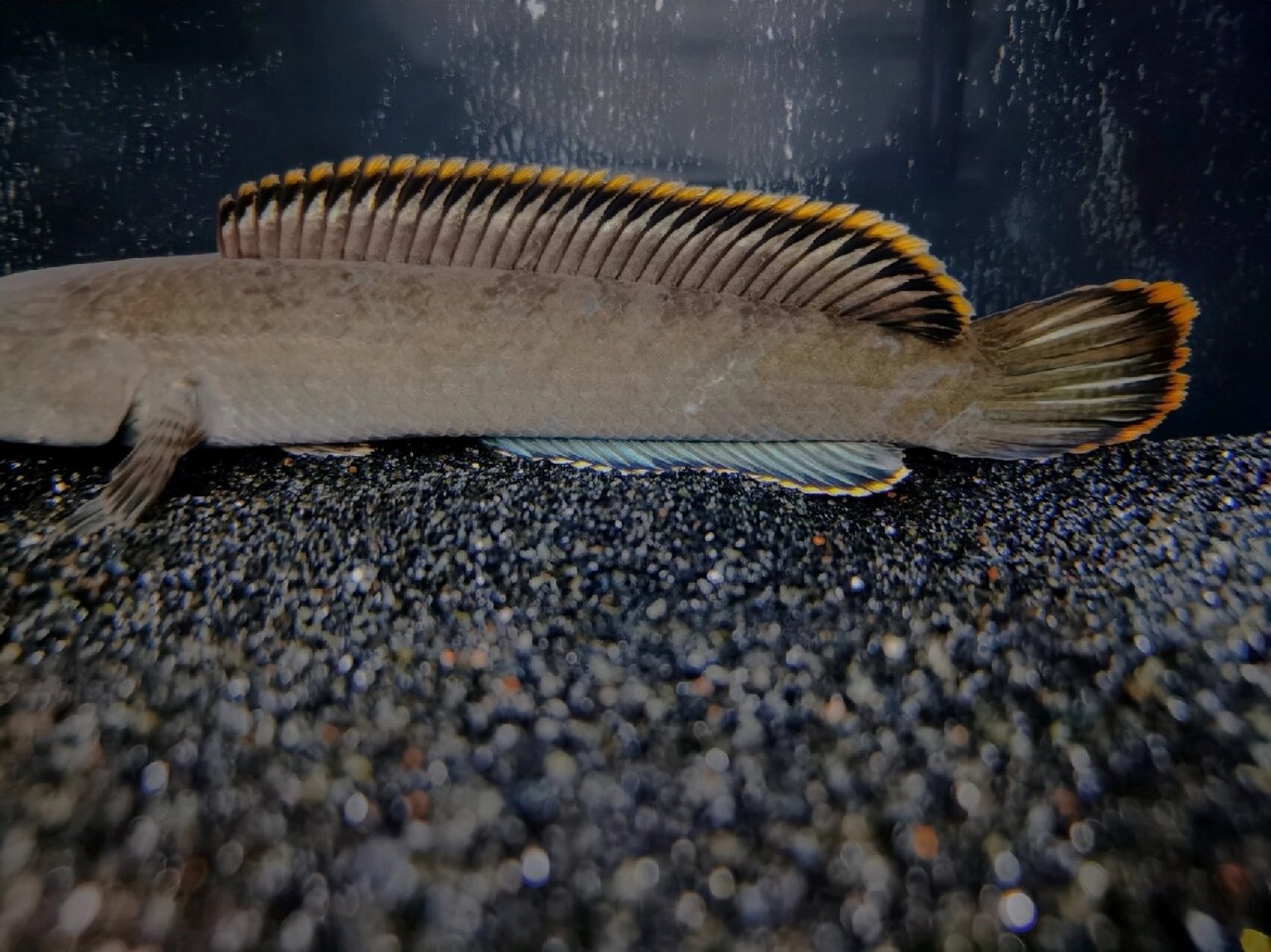 淡水鱼 | 南鳢 南方常见淡水鱼类,可食用. 肉食,性凶,可驯化饵料.