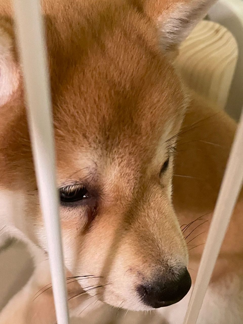 柴犬有泪痕,不怕不怕,这样做就对了!