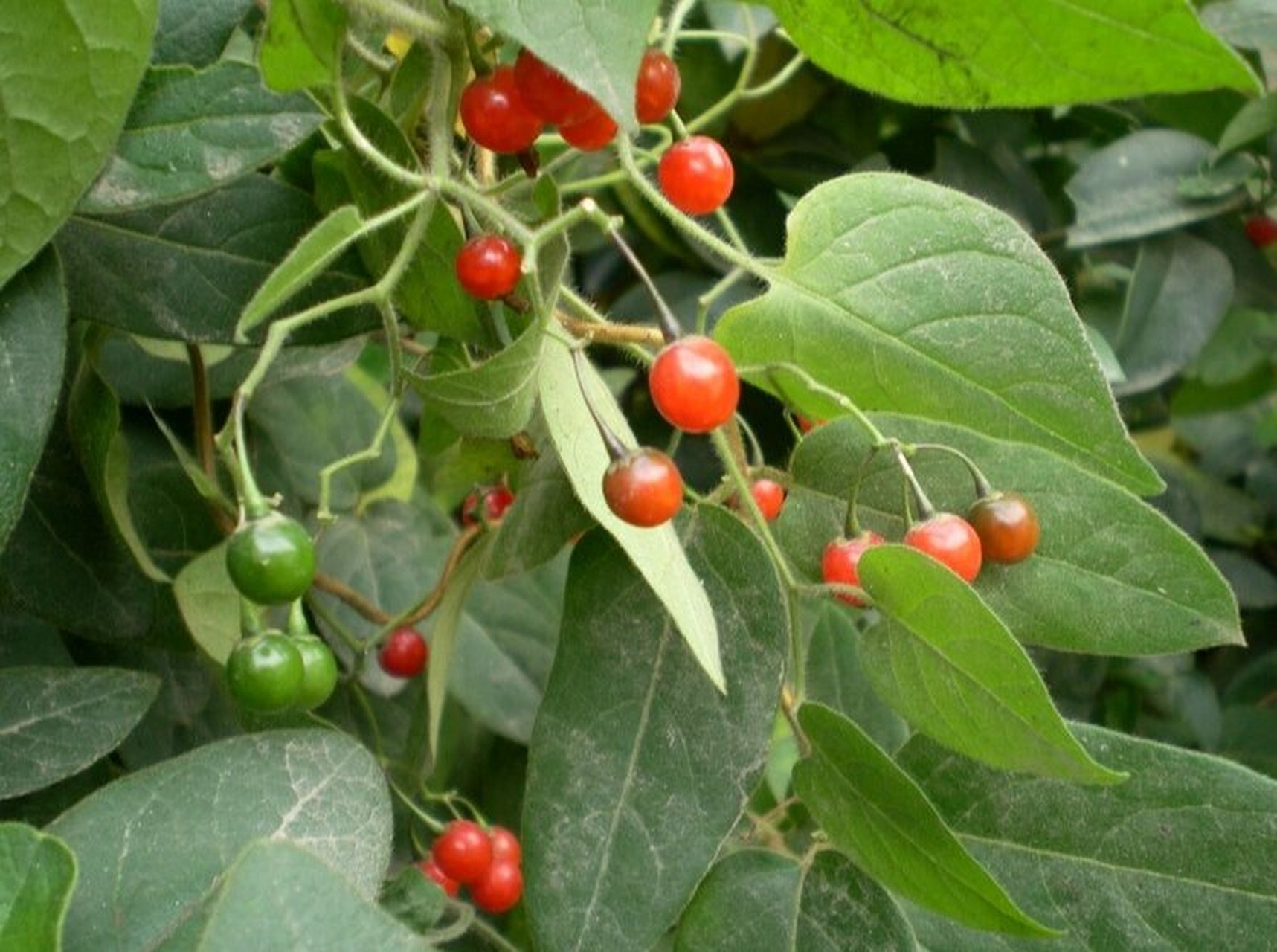 身边的中草药——白英 白英,别名白毛藤,白草,毛千里光,毛风藤,排风藤