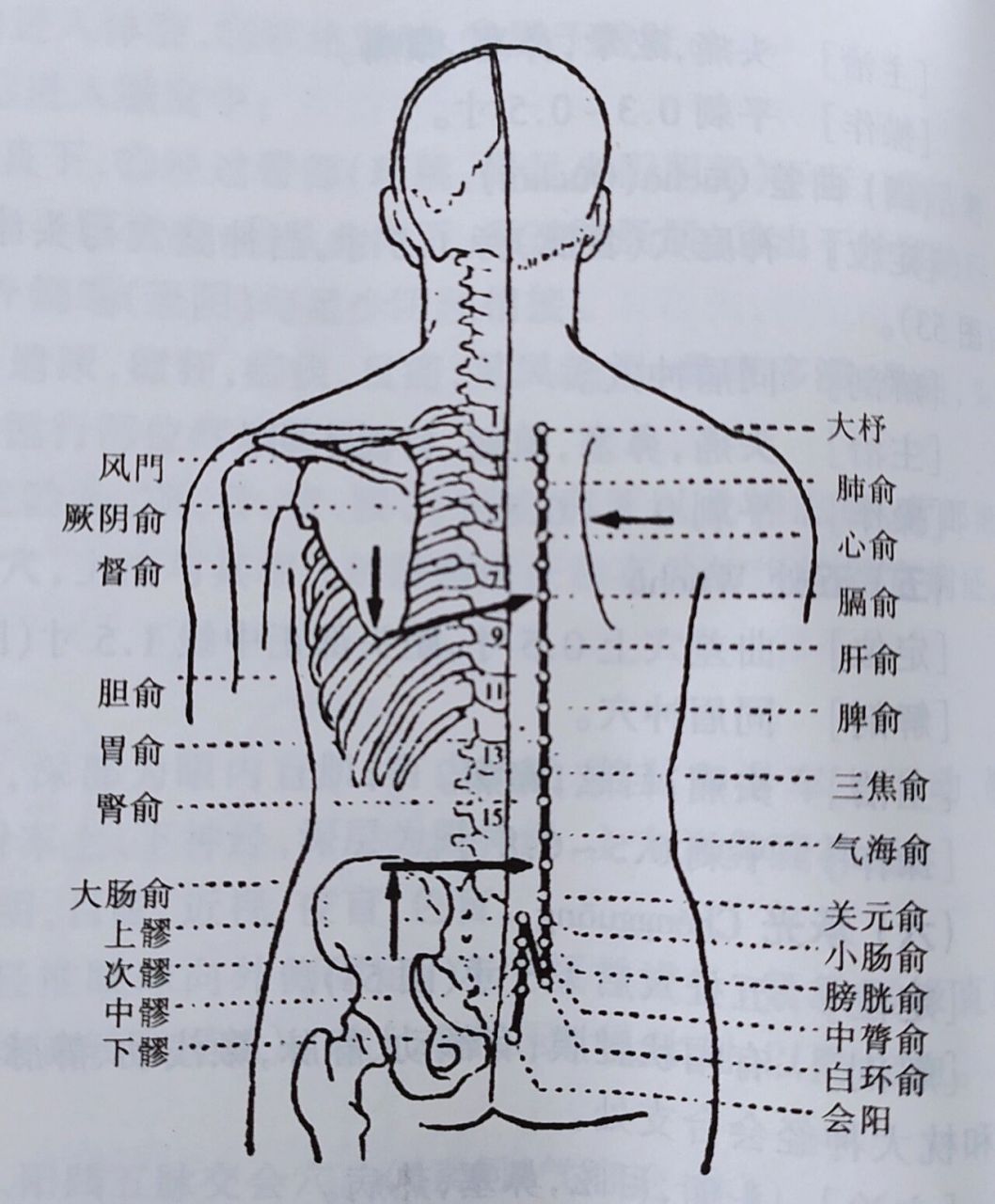 倪师针灸笔记膀胱经 97膀胱经是穴位最多的经络,五脏六腑的腧穴都在