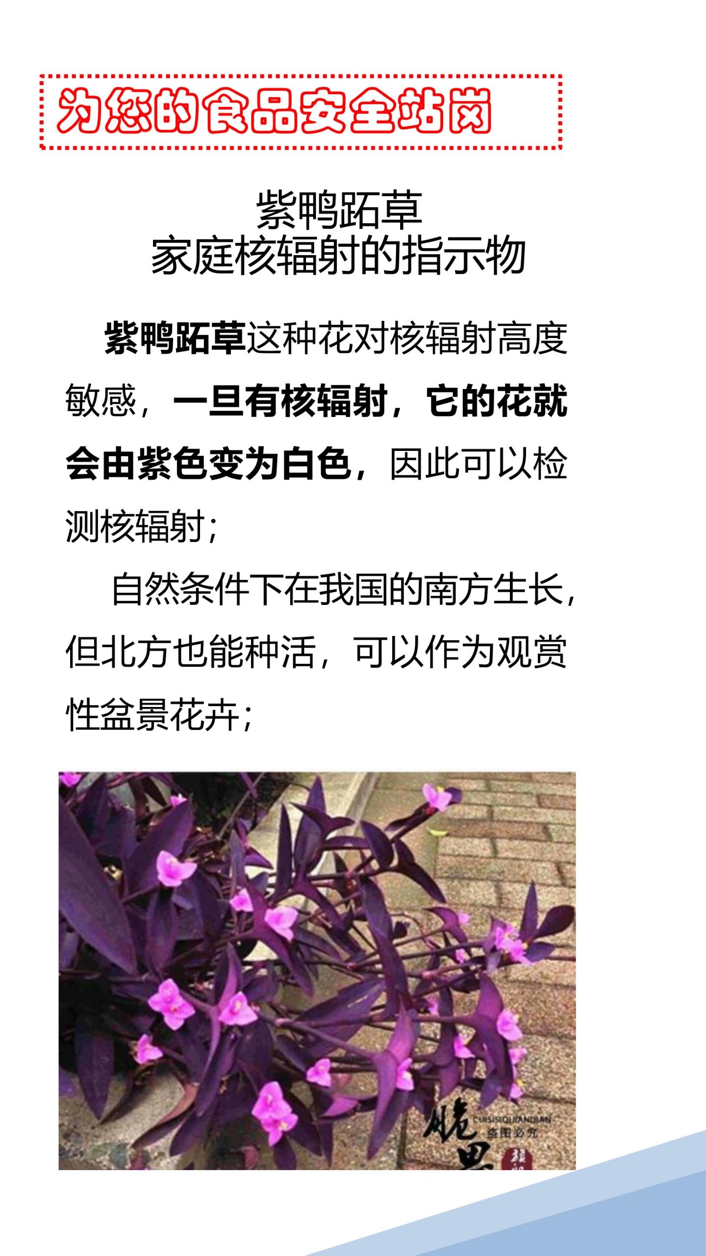 紫鸭跖草~核辐射检测的植物试剂 种两盆紫鸭跖草吧,好看,还能检测有没