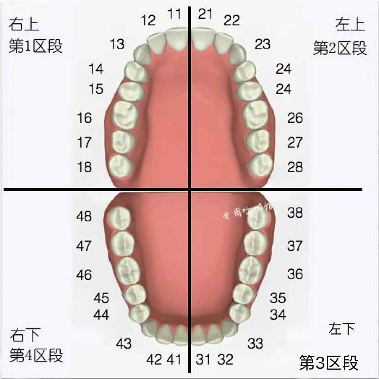 如果是成年人,一般有28颗—32颗牙齿是正常的,(以图片,8号牙为智齿)
