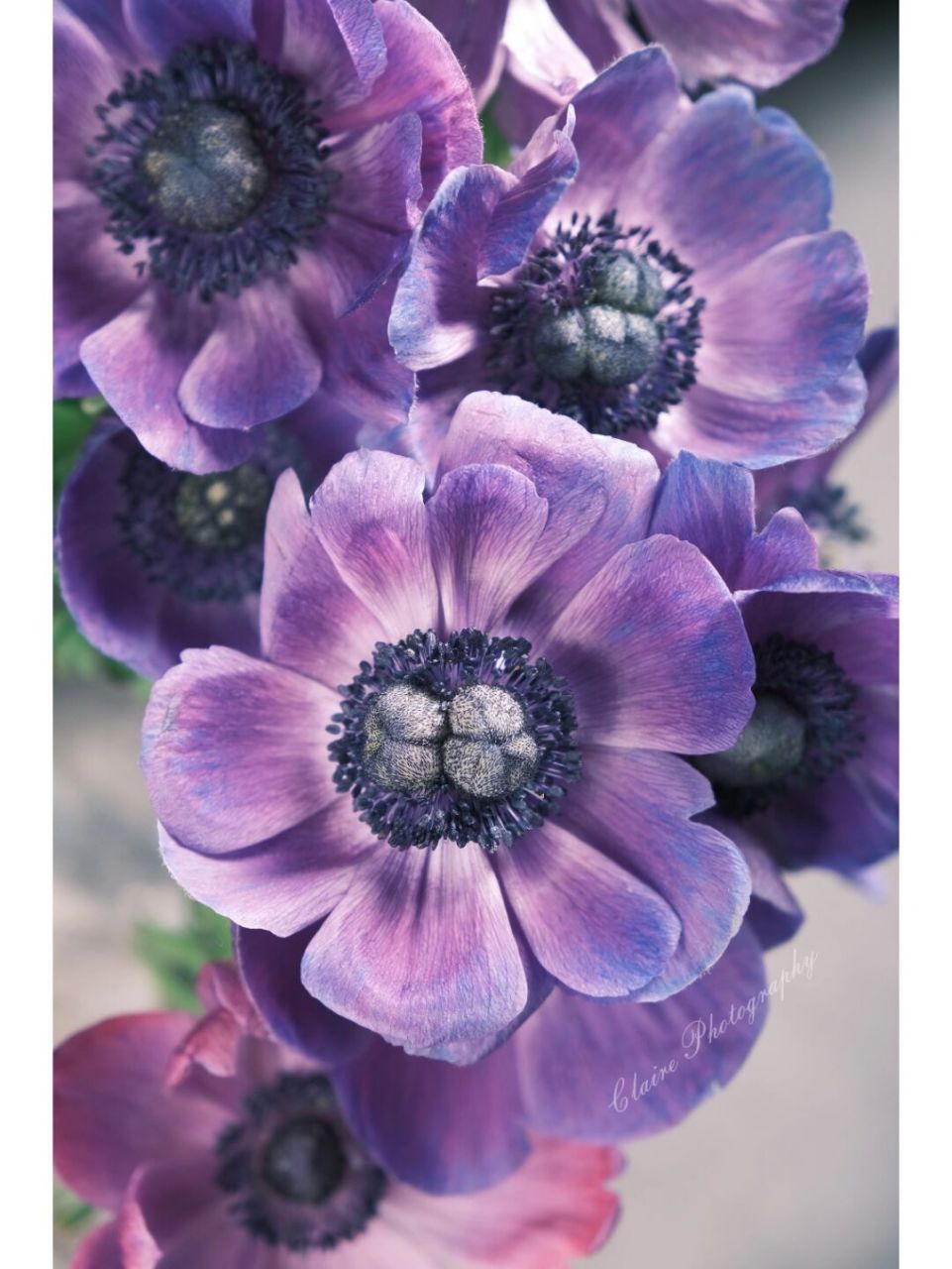 静物摄影|紫色银莲花,就像暗夜里的精灵.