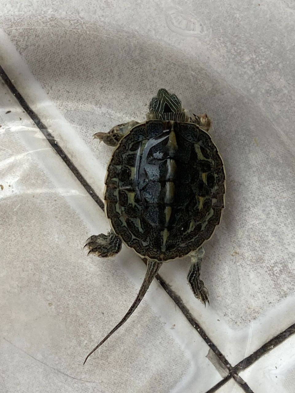 鳄龟还是巴西?