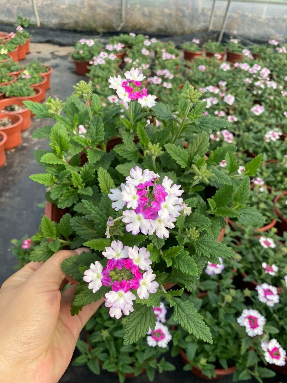 8元 需要的首页进群 美女樱是马鞭草科多年生草本植物, 适宜生长温度5