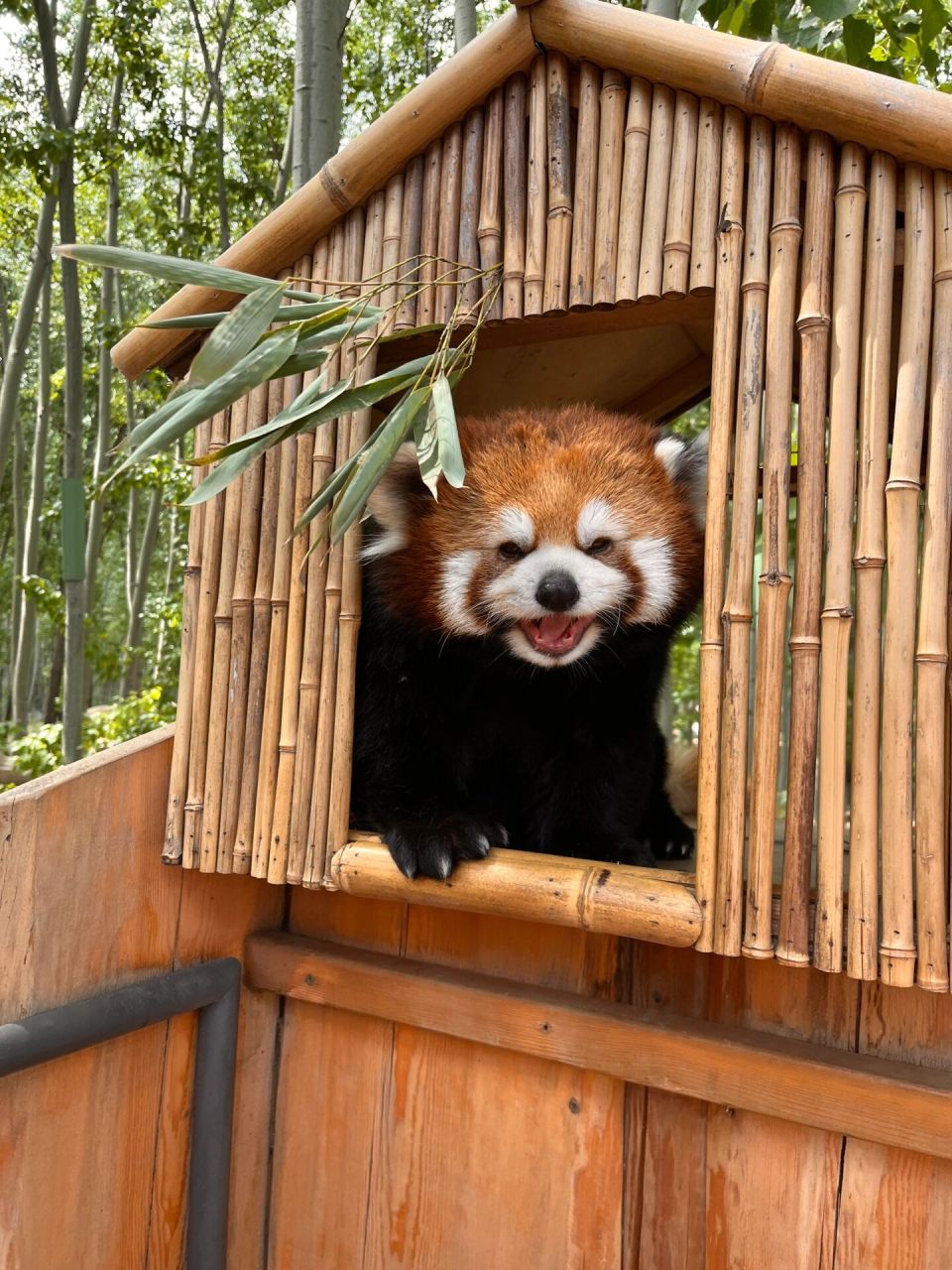 北京野生动物园 小熊猫对我笑 超可爱 避开人群提前带孩子过五一 从