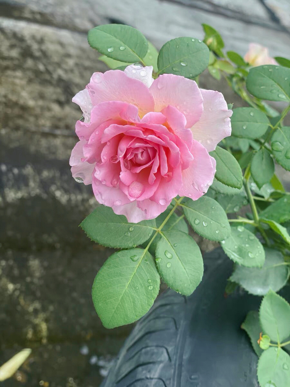 罗衣 夏花 罗衣 花大 枝条几乎无刺 2019中国北京世界园艺博览会月季