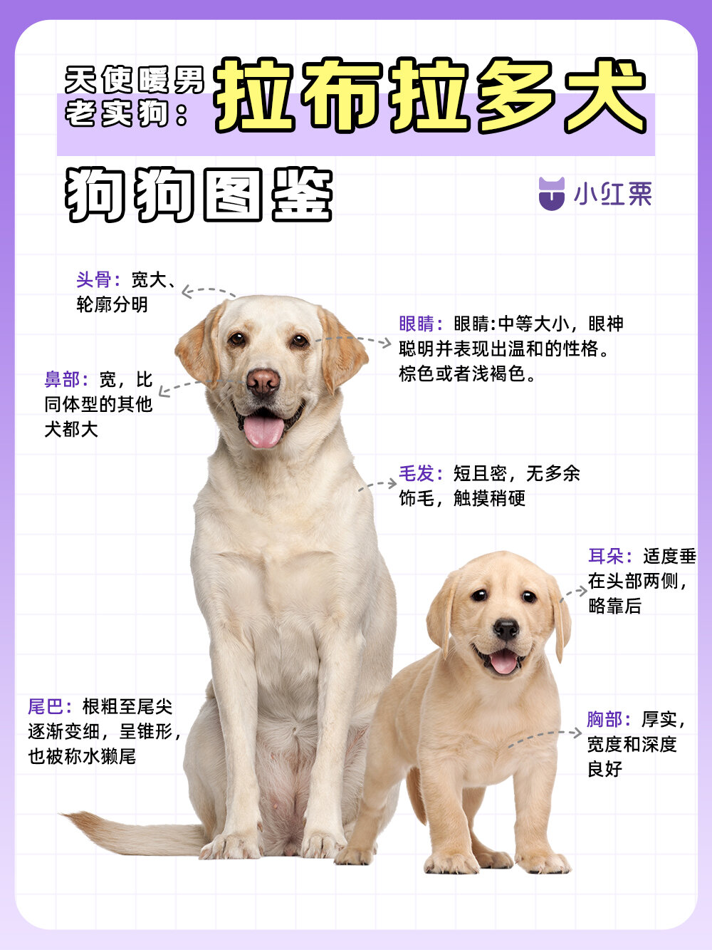 被当地渔民训练拉网和搬运工作 19世纪开始,拉布拉多犬开始在英国进入