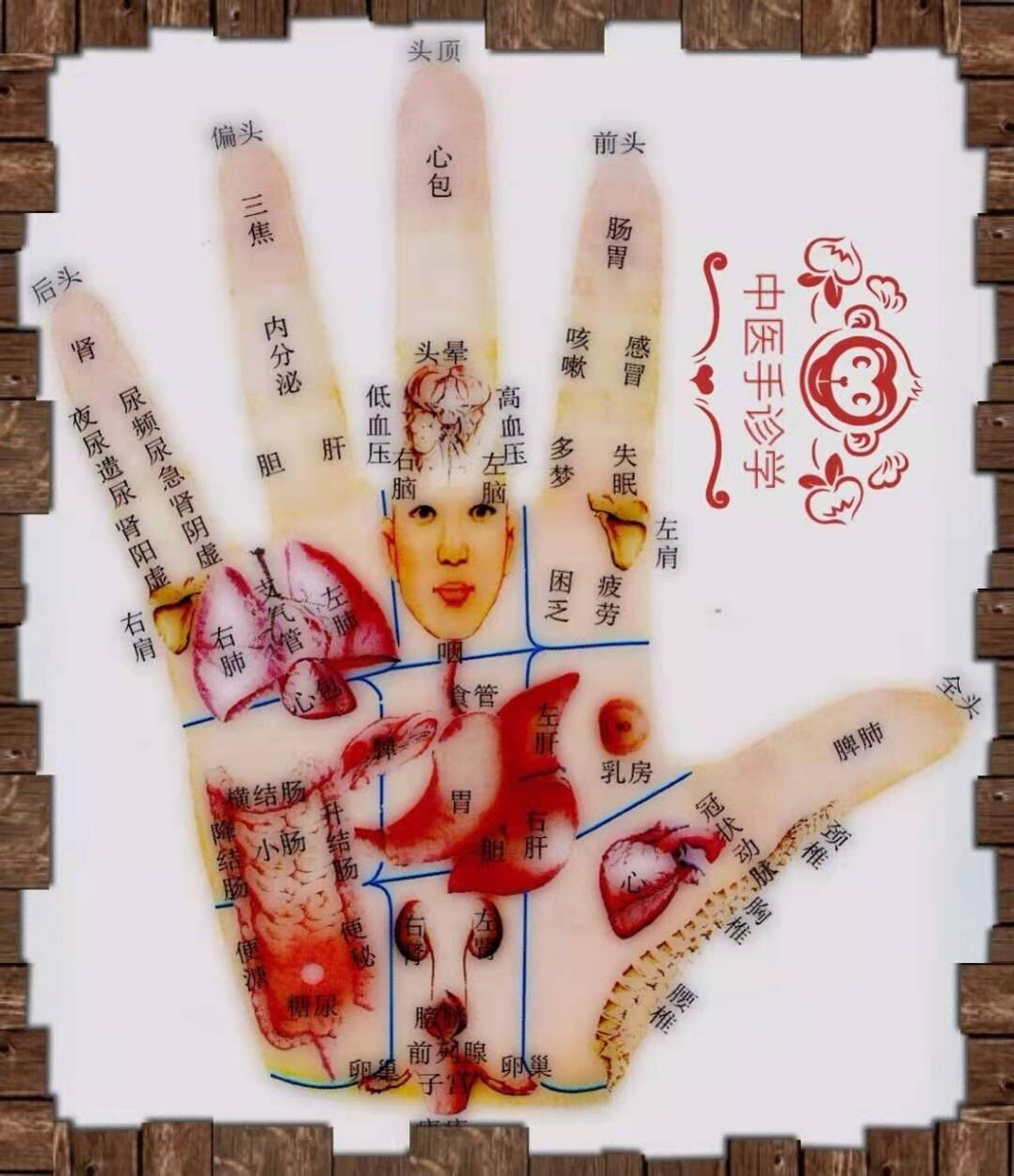 手诊图 手掌反射区  对照下  值得收藏哈
