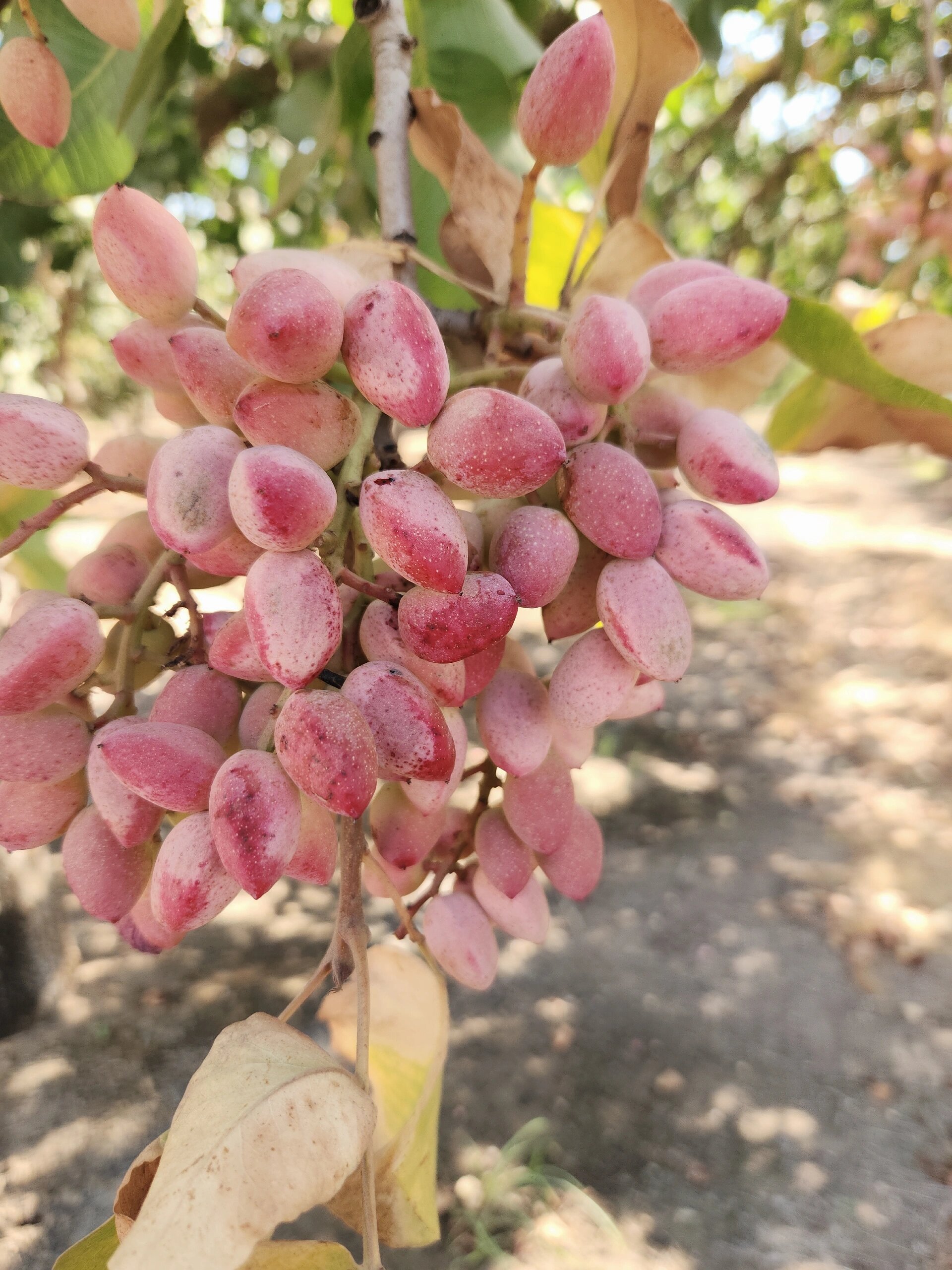 第一次见开心果树99