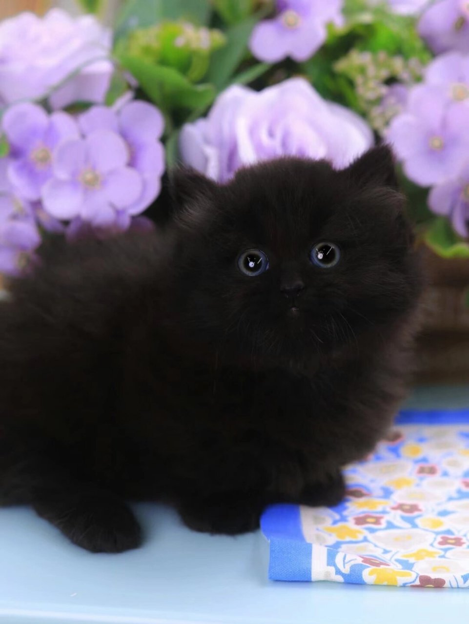 94精品纯黑拿破仑长毛矮脚猫 98精品纯黑拿破仑矮脚猫dd 爆毛胖