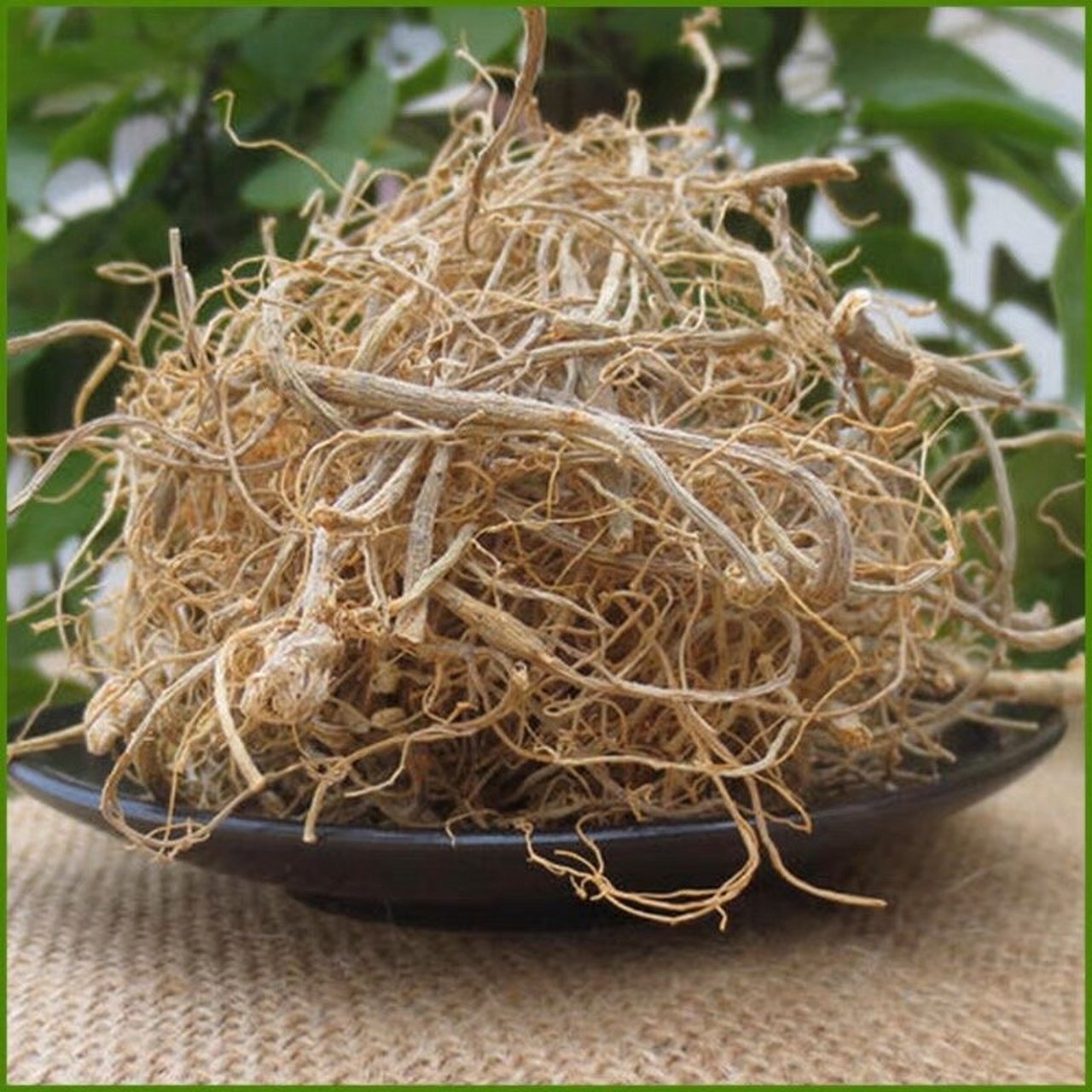 今天我要给你们带来一款神奇的药材 —— 三七根!