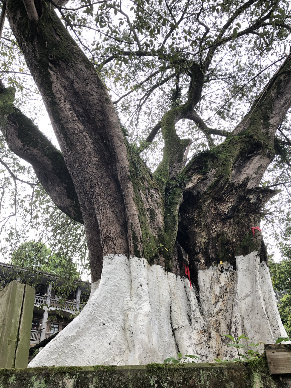 小众景点│四川·乐山 五通桥古镇 古镇依山傍水,黄葛树苍劲雄伟,枝繁