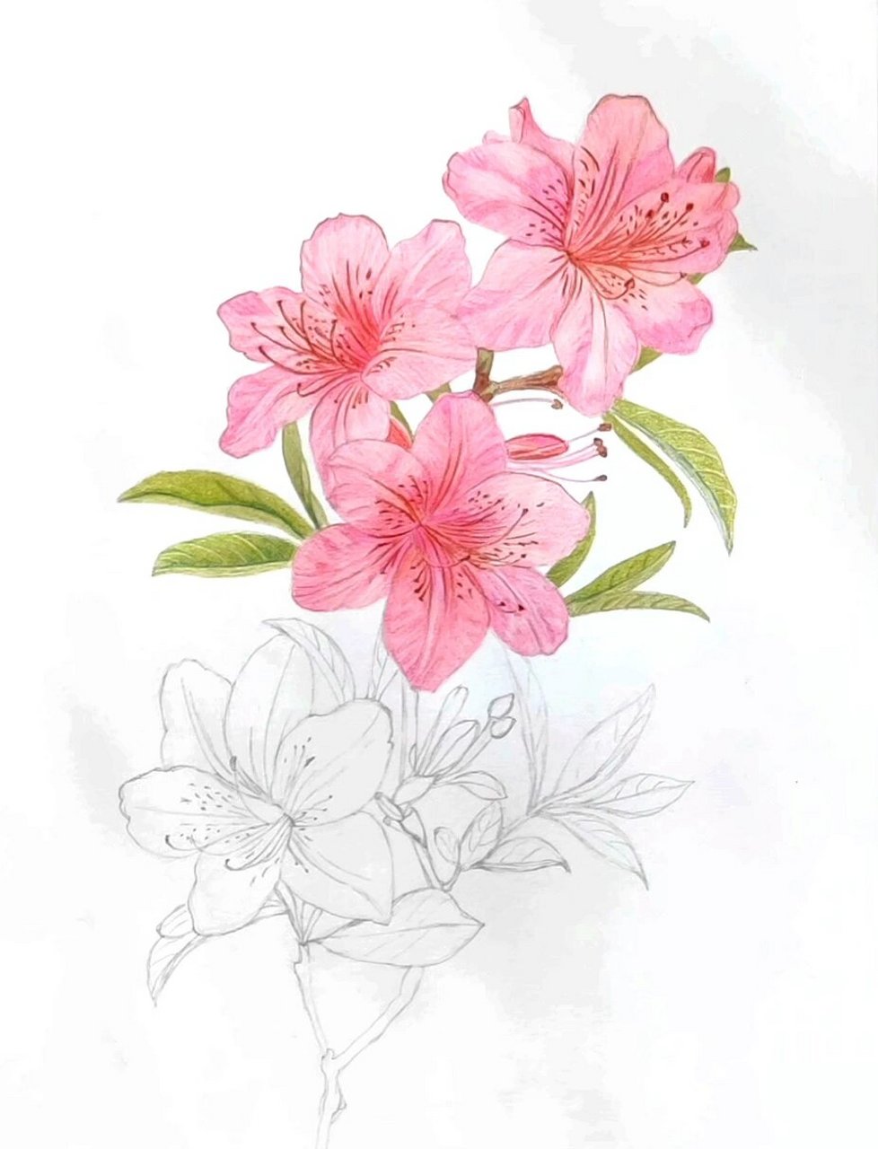 彩铅画·杜鹃花 含步骤图 素材来源@笑怡de绘画素材 #彩铅手绘