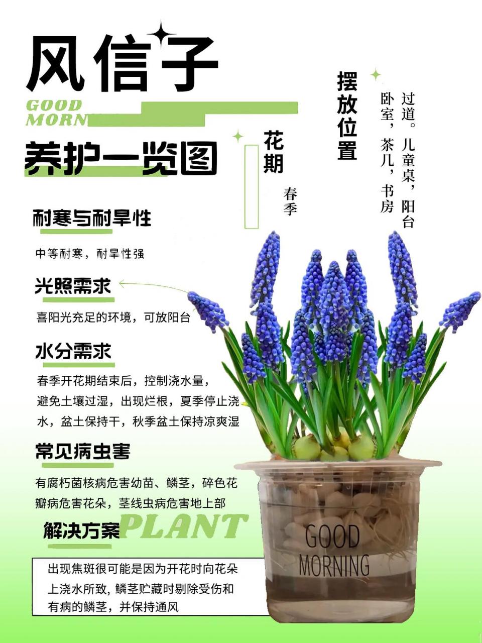 风信子# #风信子种植# #水培风信子# #风信子养护# #阳台种植# #养花