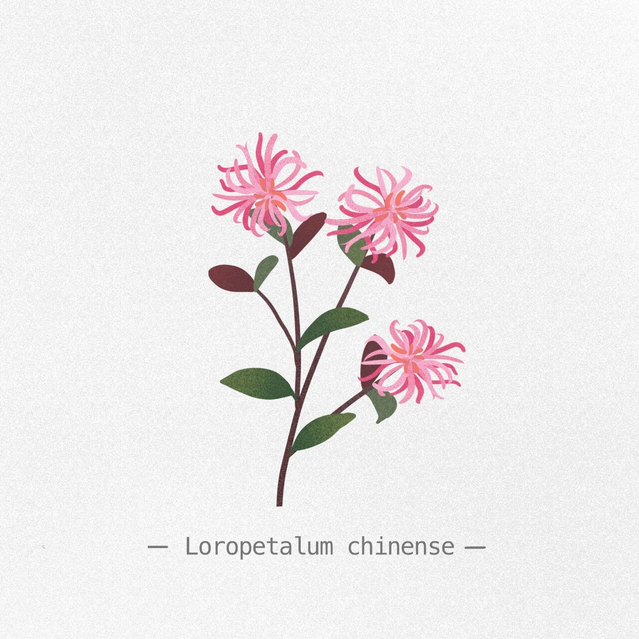 每日一画/红花檵木