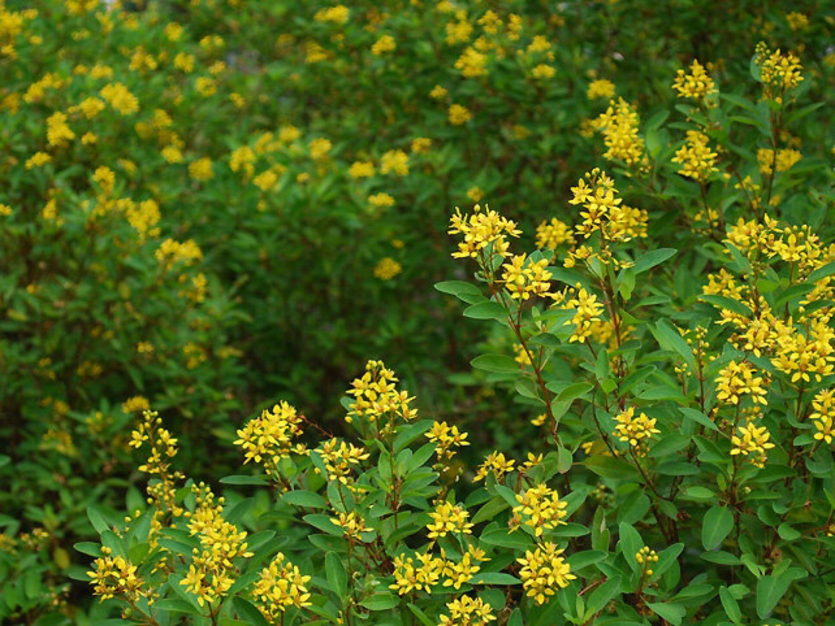 每日一花|金英花 金英:金虎尾科金英属,灌木,高1612米,叶对生,膜质