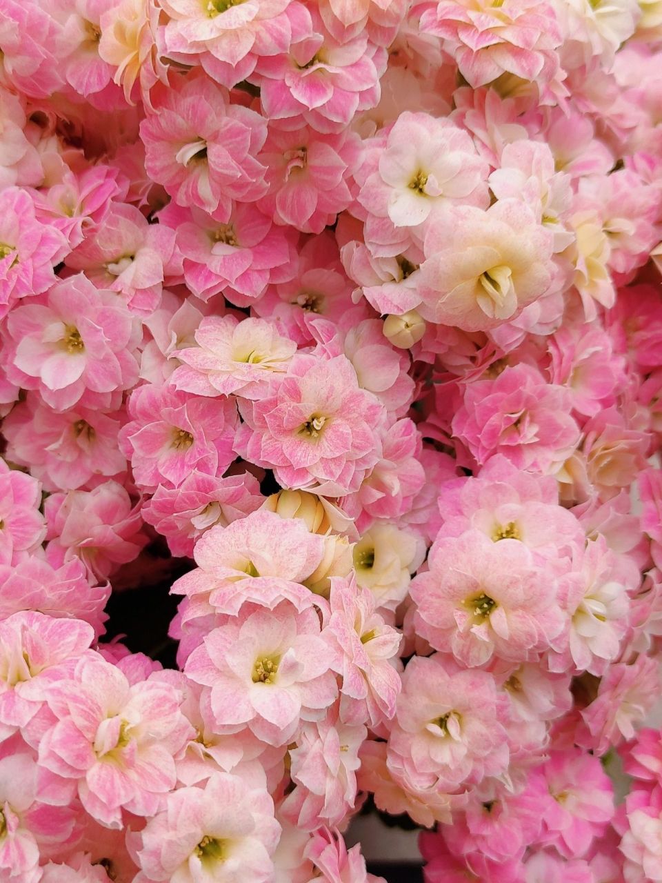 『盆花分享』重瓣长寿花 彩虹糖 彩虹糖是变色龙系列的长寿花,和水果