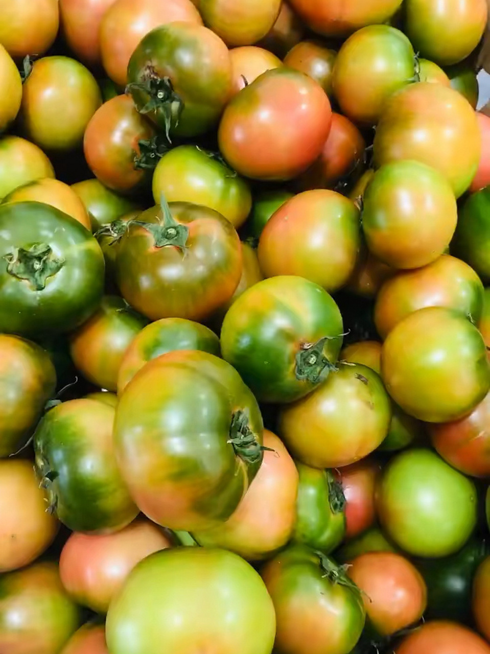 什么叫碱地柿子! 土壤碱性!一定要土壤碱性!