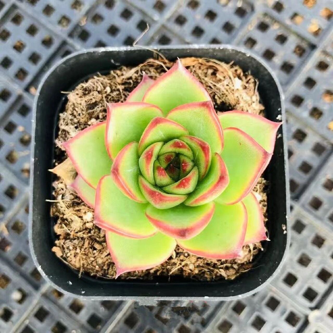 96每天认识一种多肉9410496月亮石 月亮石出自东云系,虽然叶片