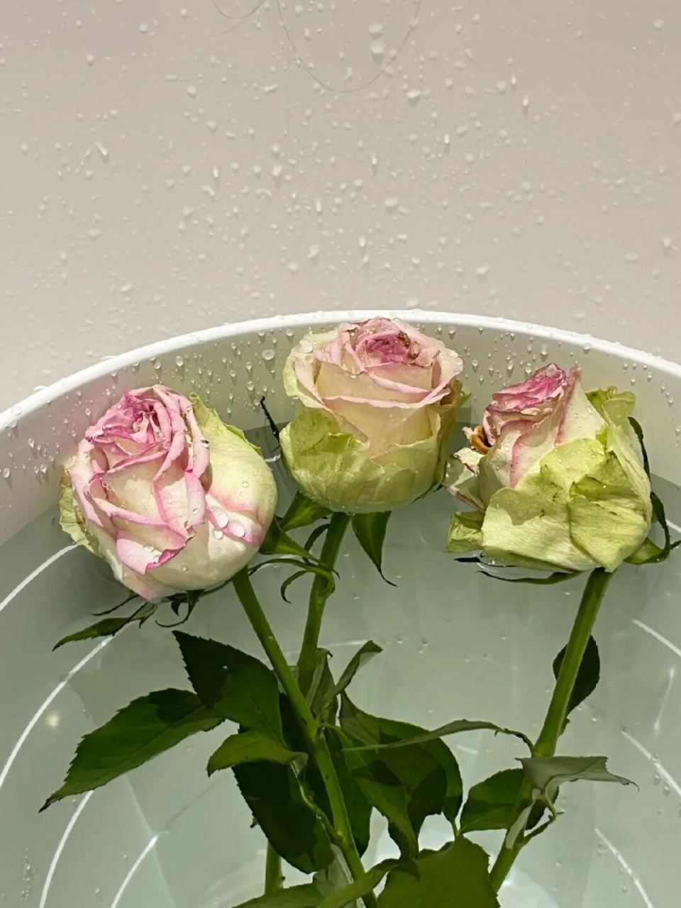 78醒花养护步骤 深水醒花7575 97加可利鲜专业1号可浅水醒花