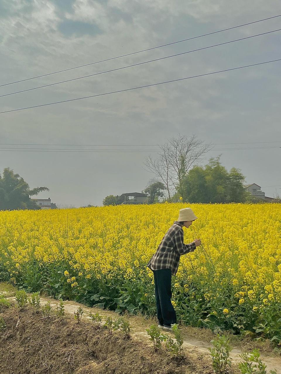 泸县油菜花图片