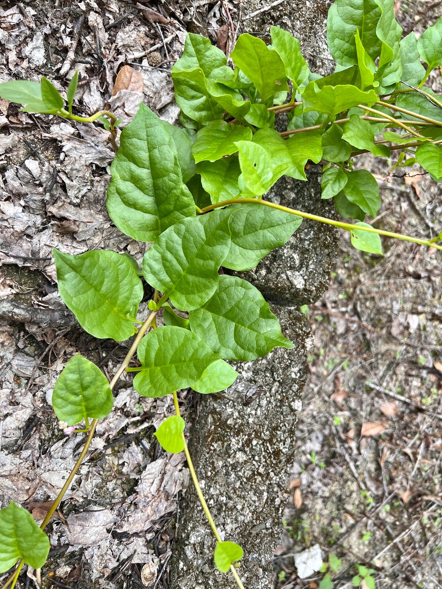 是落葵科,落葵属一年生缠绕草本植物.