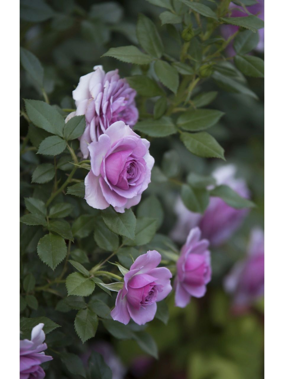 紫色系月季—薰衣草门廊 紫色系的月季真好看啊