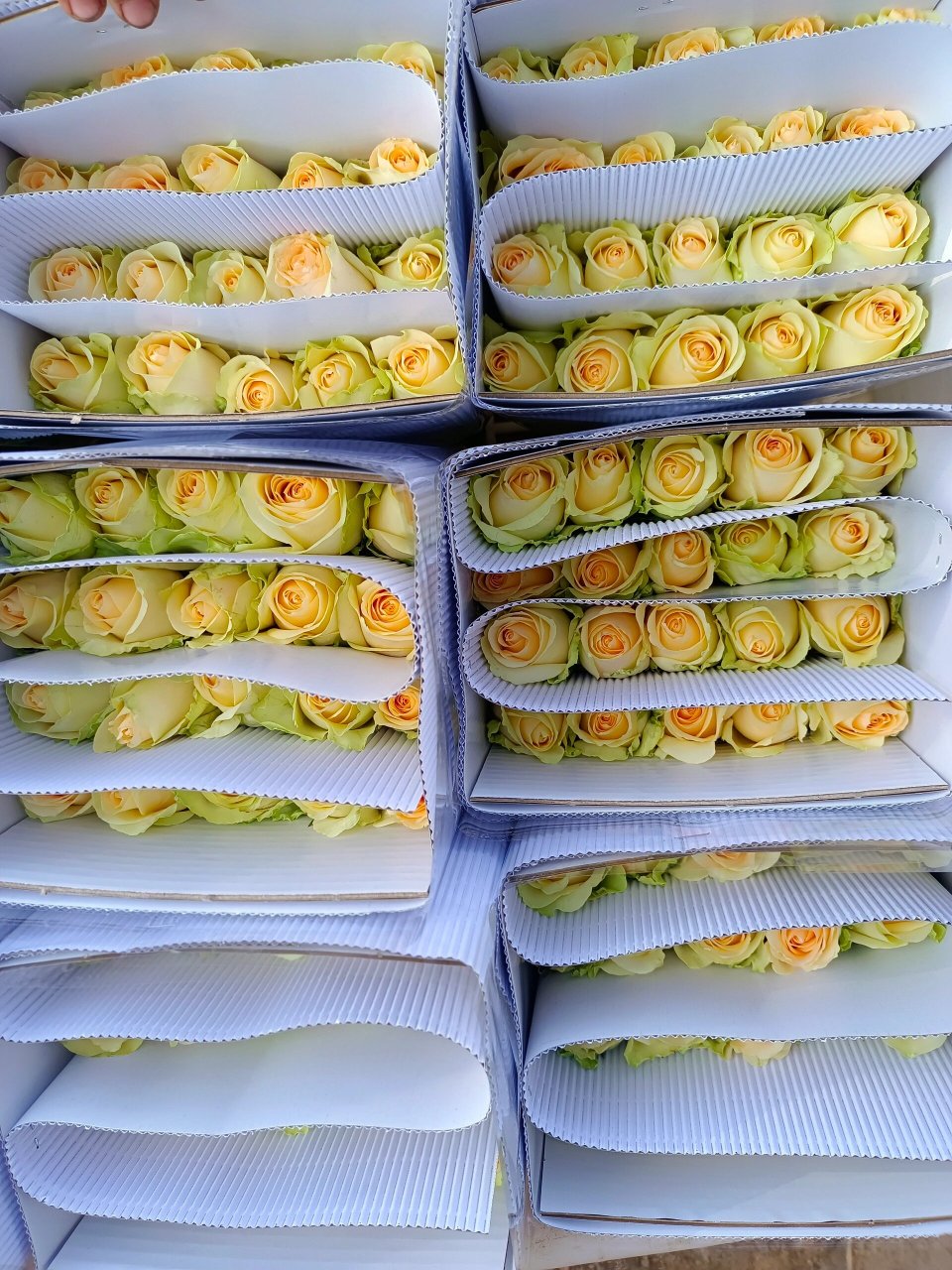 香槟玫瑰 一支不到1元 最近花花是便宜了,而且质量还好,新鲜.