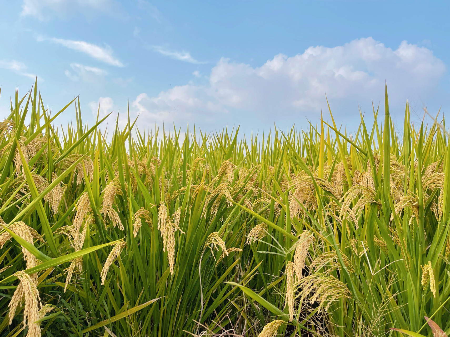 乡间田野上的稻子熟了90 想起了《田家四季歌》这篇课文 秋季里 稻