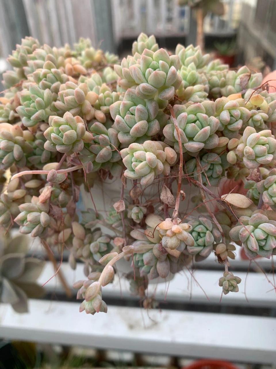 耶,粉蔓就是多肉中为数不多的带有香味的植物哦~ 粉蔓:景天科拟石