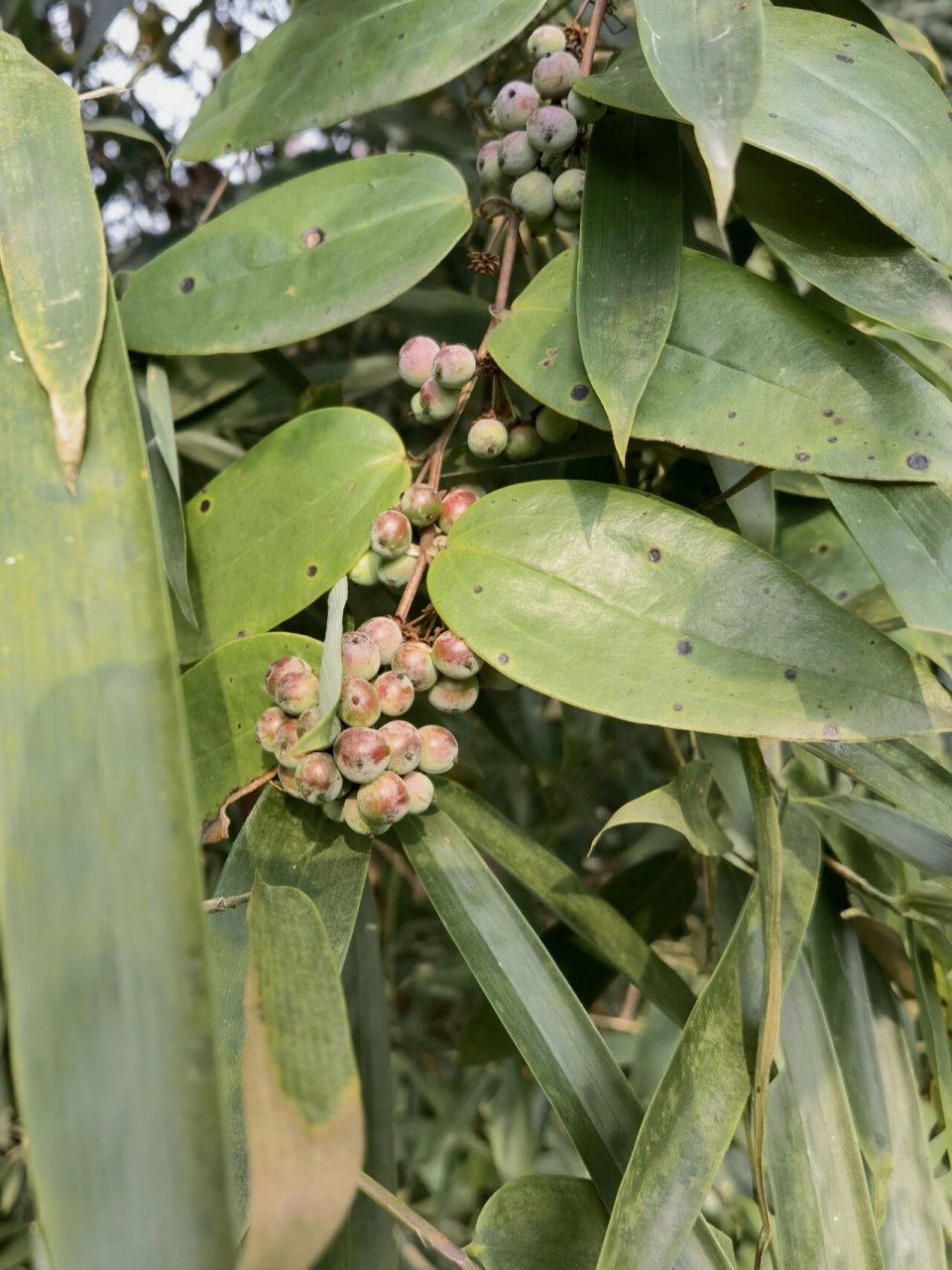 茯苓花图片