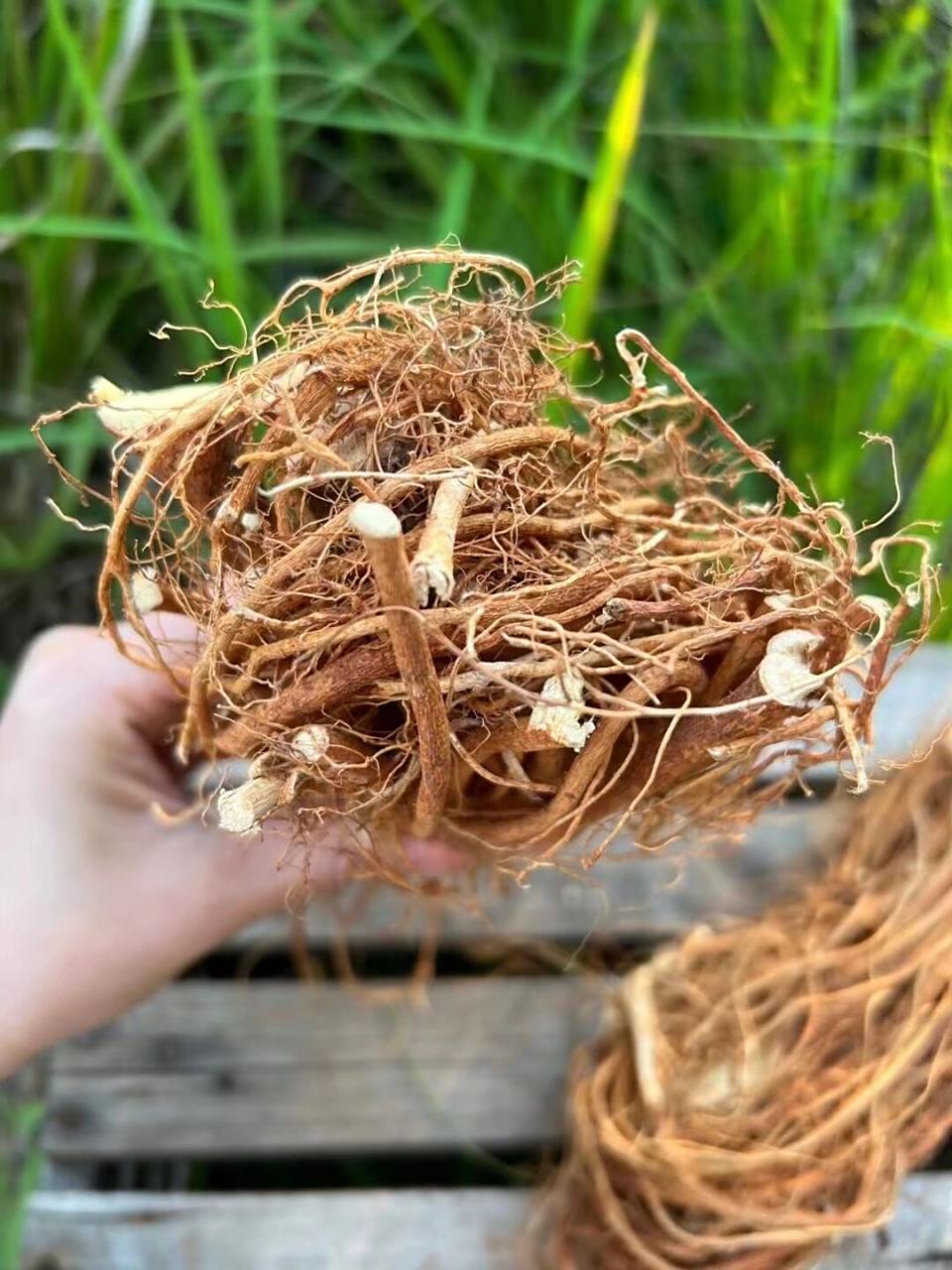 五指毛桃牛大力的做法与功效 经常腰酸背痛,9315以试试这款牛大力