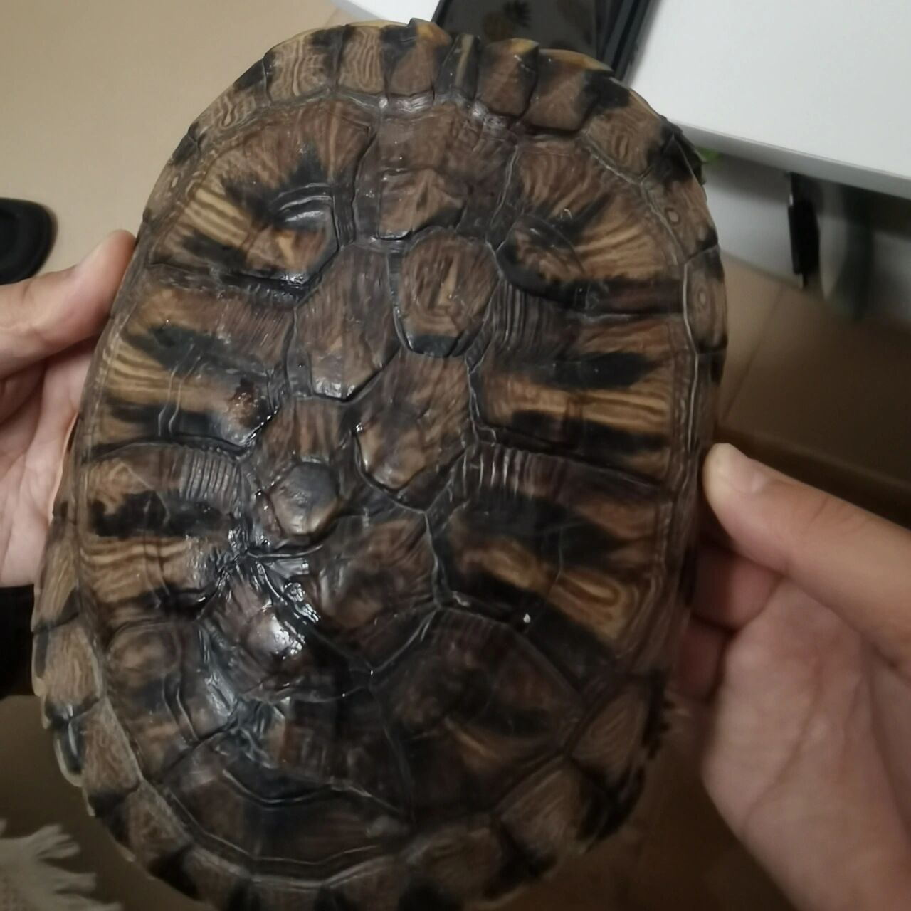 求助!巴西龟怎么看年龄?