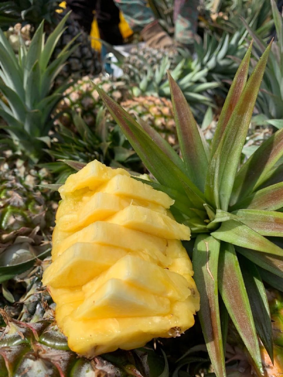 金钻凤梨好好吃呀!