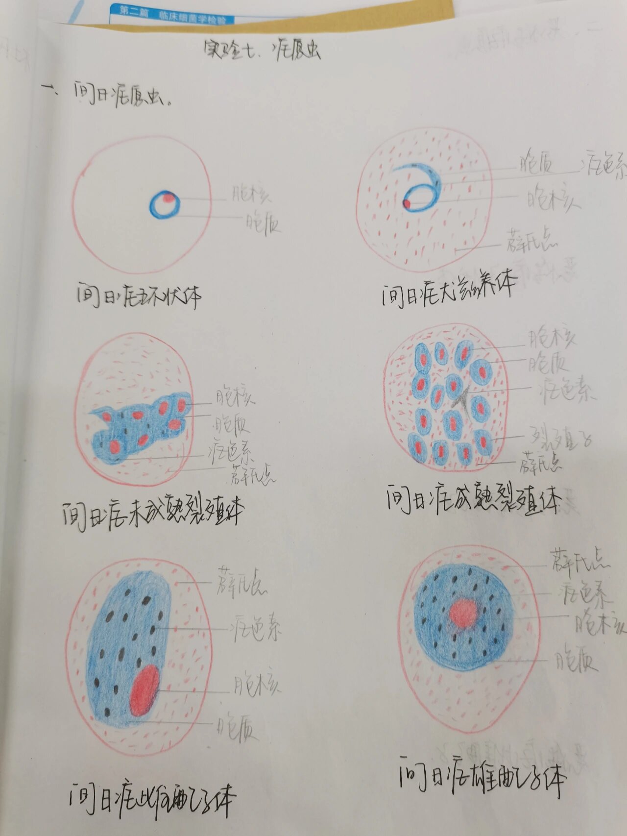 间日疟原虫滋养体图片