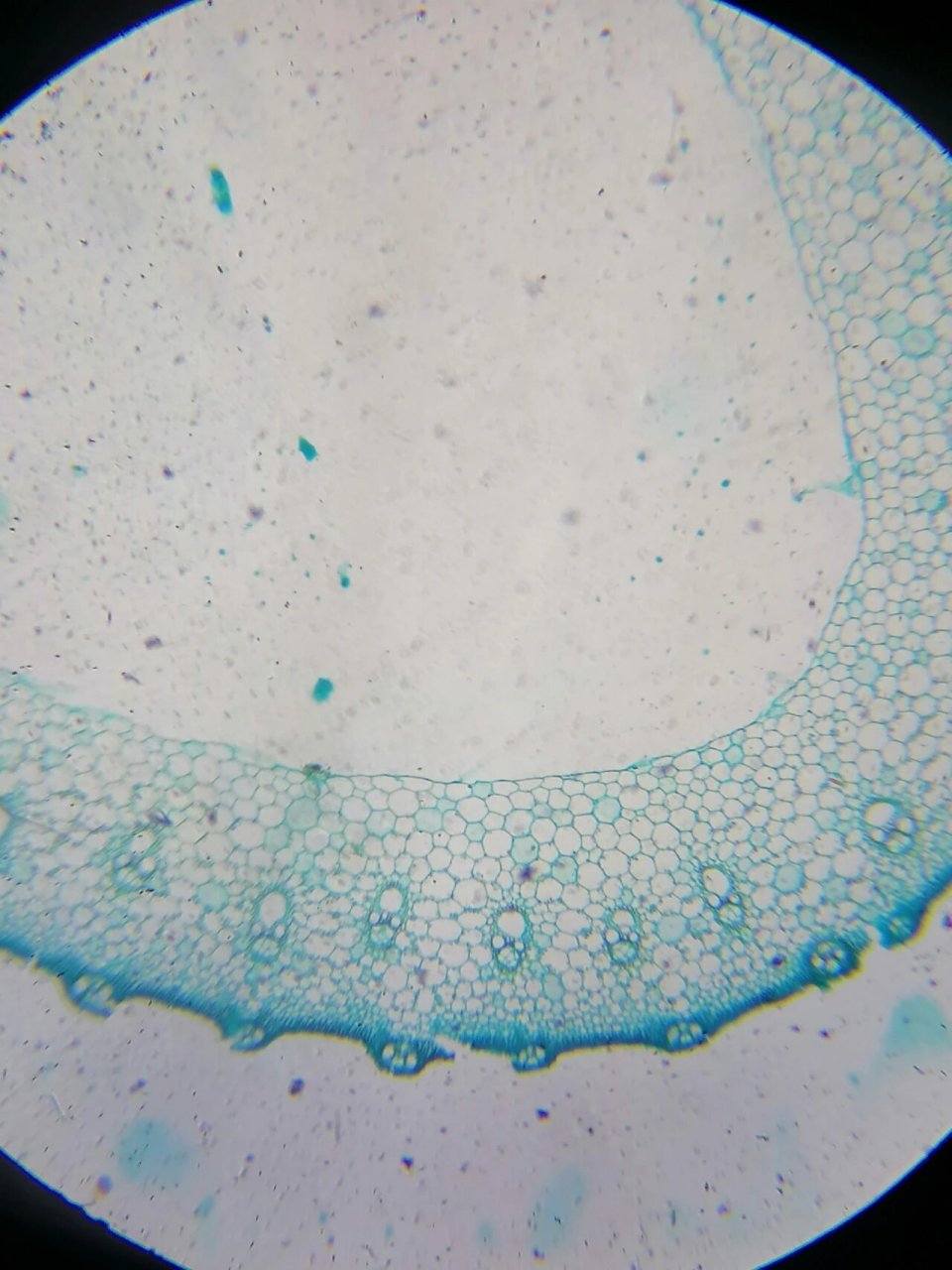显微镜下的世界08:水稻茎横切面 咱们吃的大米想,也就是水稻,它的根茎