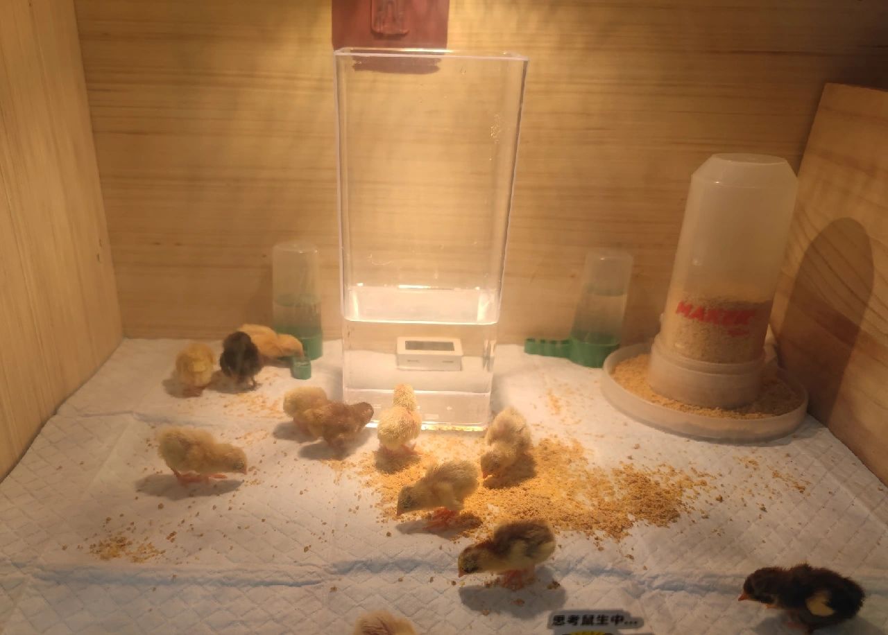 芦丁鸡小鸡育雏!亲测脱温过程
