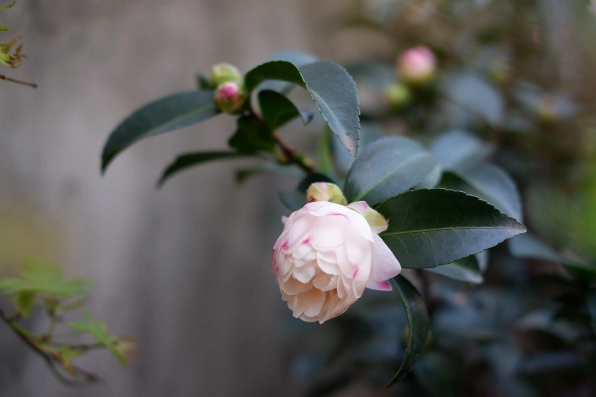 自带仙气的茶梅品种,朝仓. 这棵茶梅去年收到的时候仅剩一朵花.