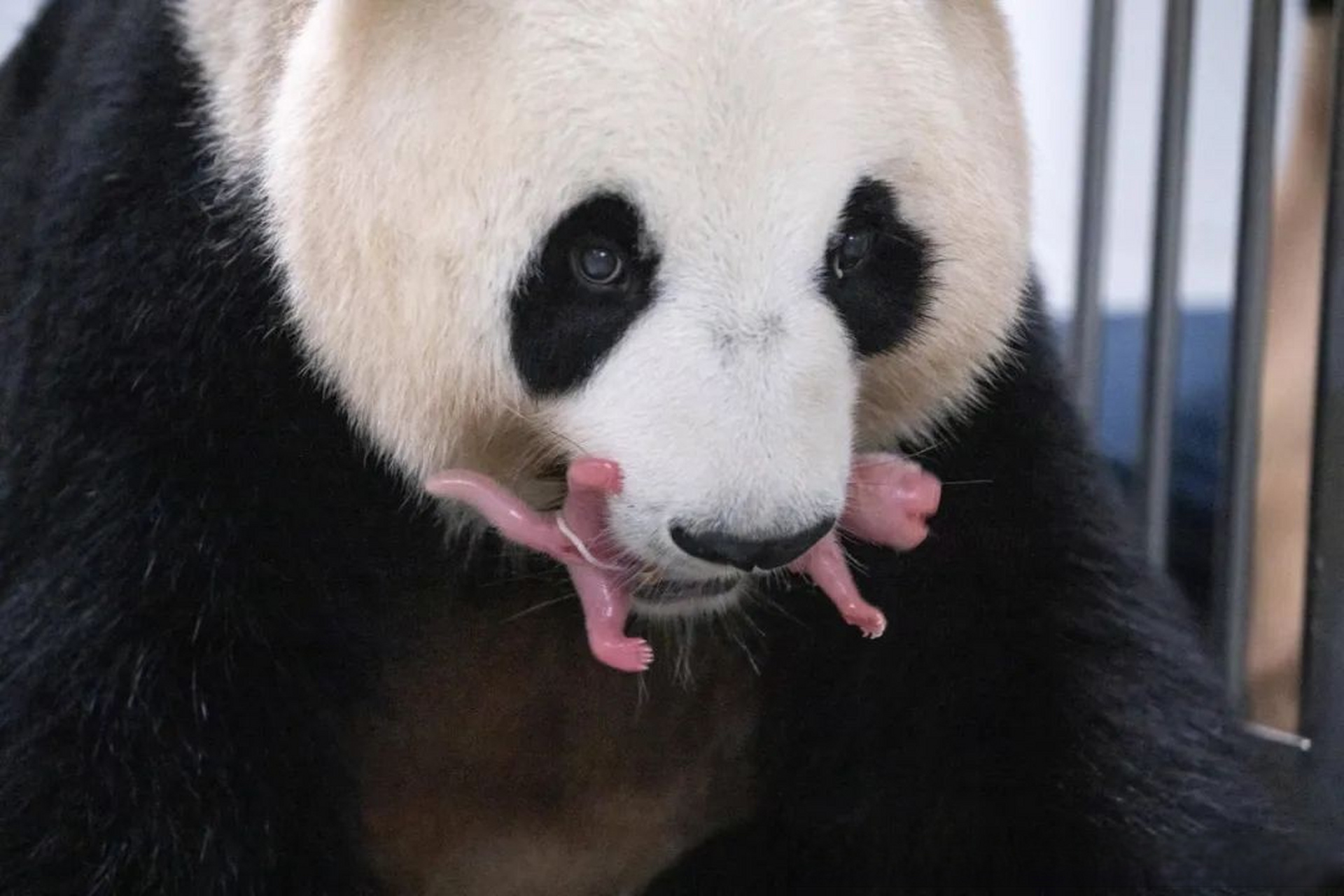 据韩国三星爱宝乐园介绍,大熊猫爱宝于7月7日清晨顺利产下一对雌性