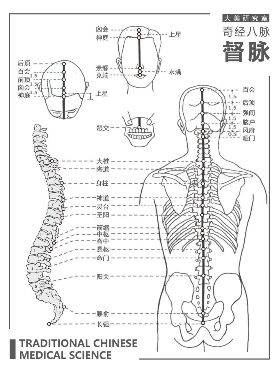 经穴|任脉&督脉 ～中医经穴图解 任脉督脉图解来了～三篇连载完结