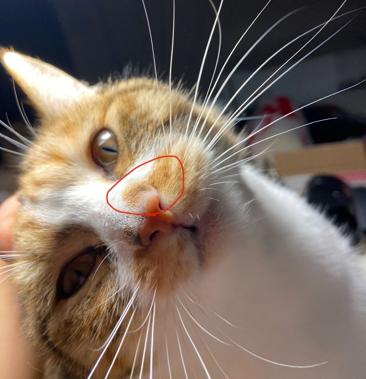 求助:猫咪鼻子长了一个包 今天突然发现猫咪鼻子长了一个疙瘩,表面硬