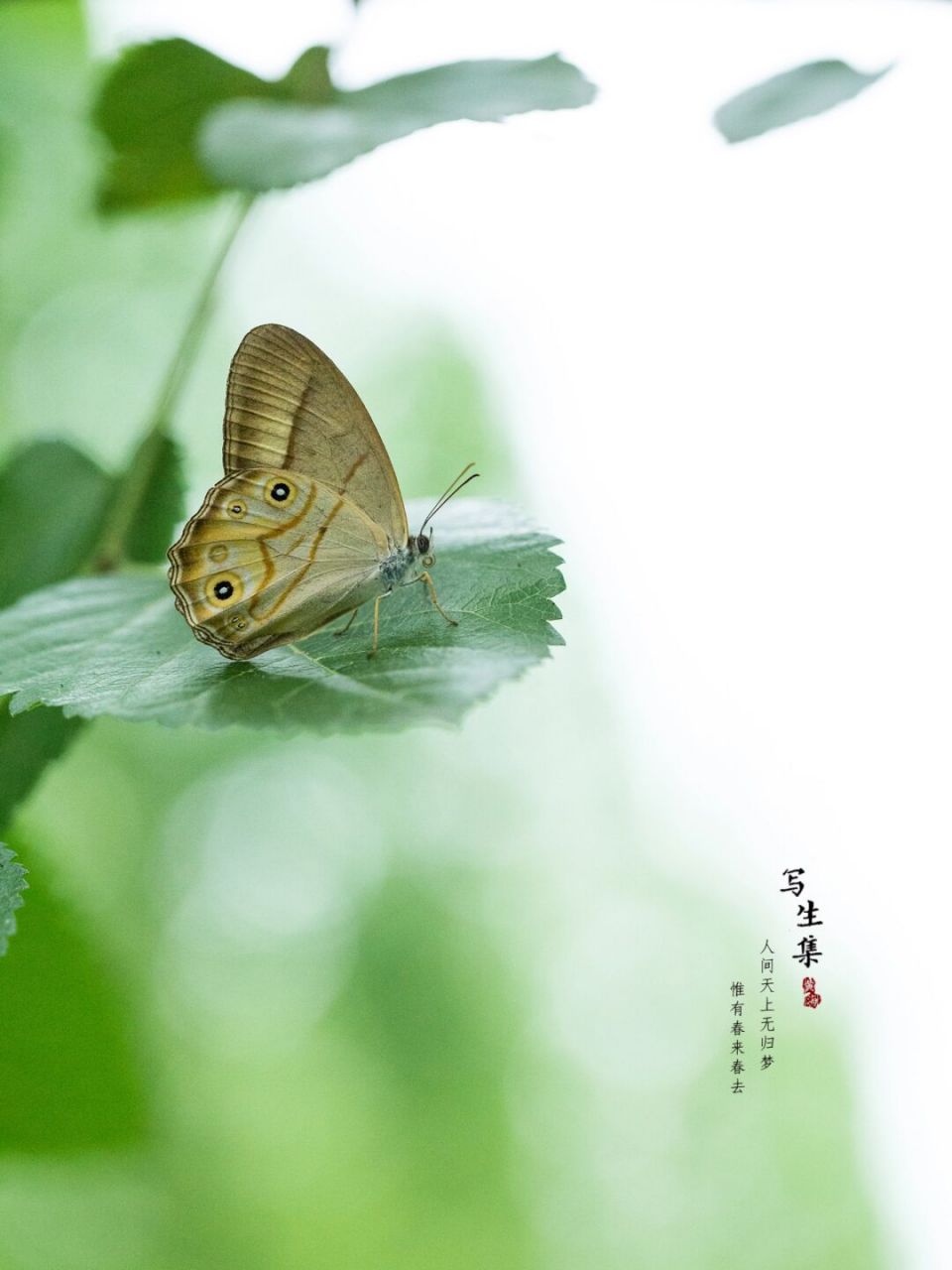 连纹黛眼蝶|夏天的蝴蝶 人间天上无归梦 惟有春来春去.