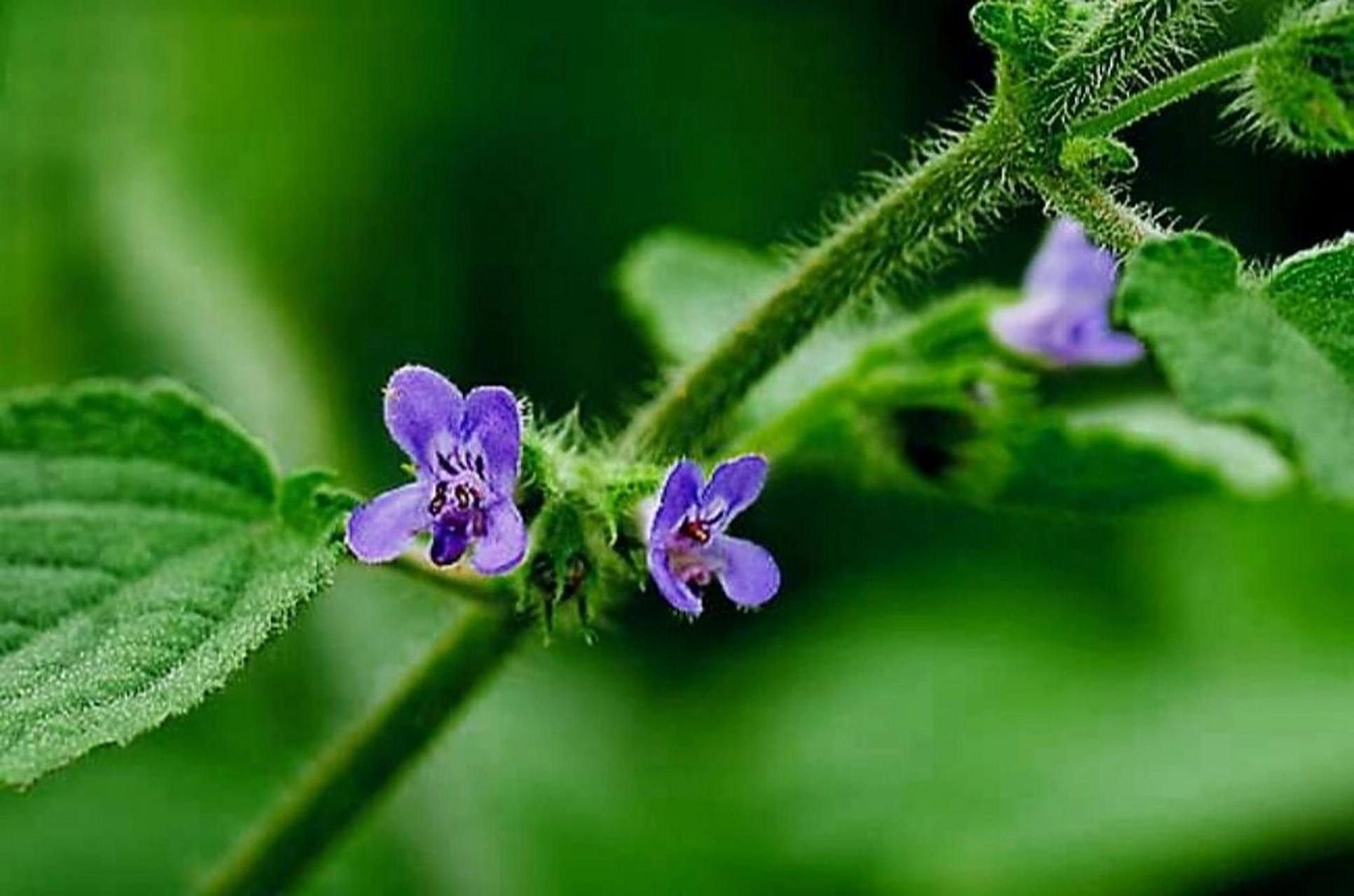 草药与诗‖「山香」"红牙一曲舞山香" 山香(学名:hyptis suaveolens