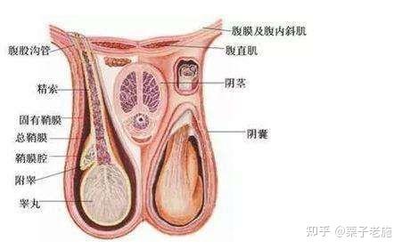 精索静脉曲张阴囊照片图片