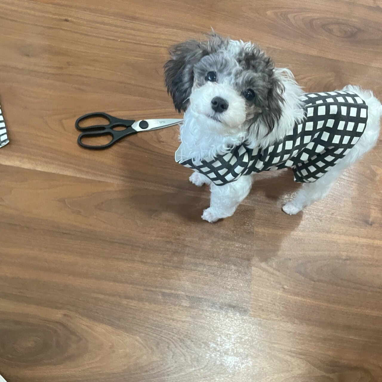 超简单的自制宠物衣服