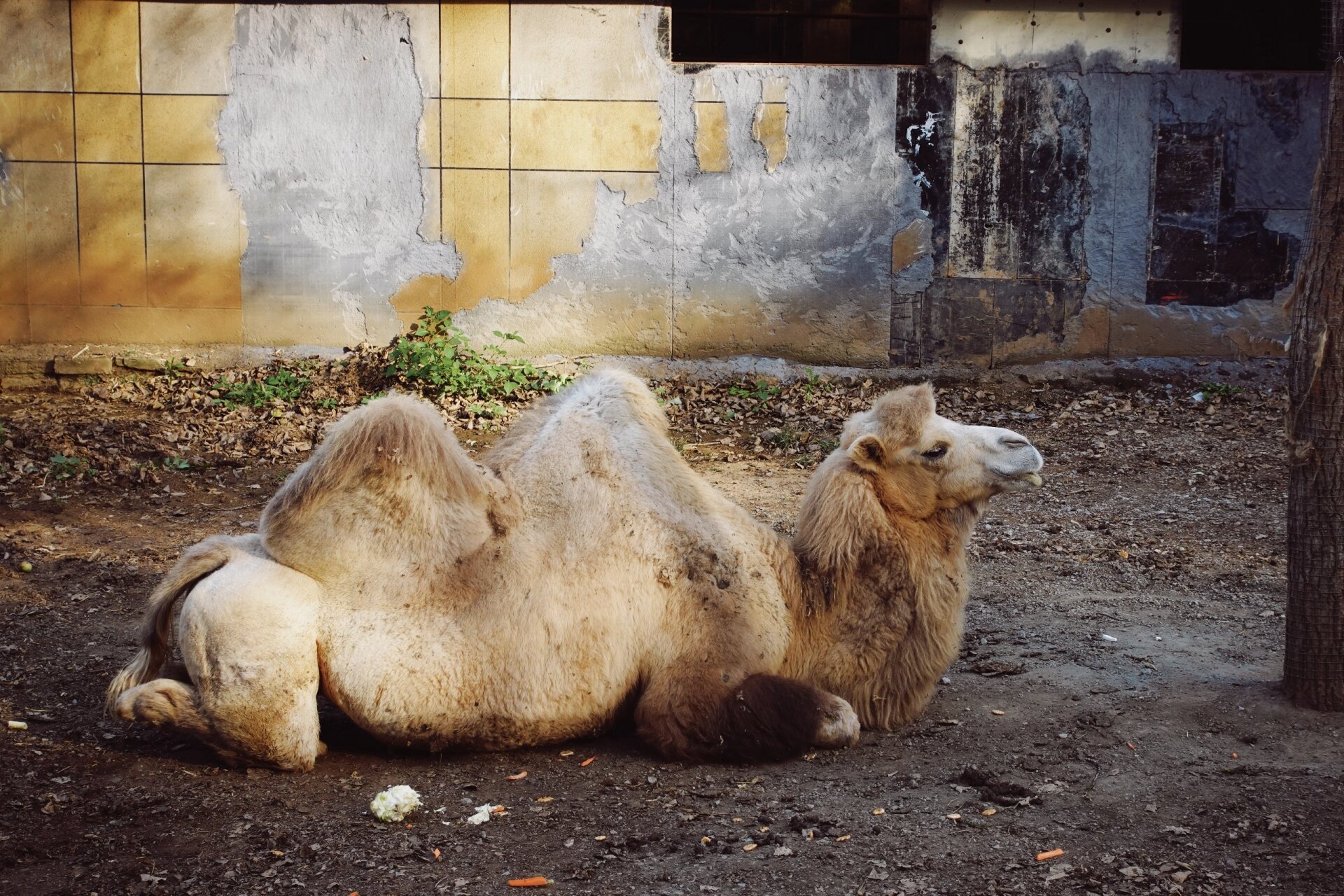 辽阳旅游-辽阳龙鼎山动物园 08自驾导航:龙鼎山动物园 9315停车