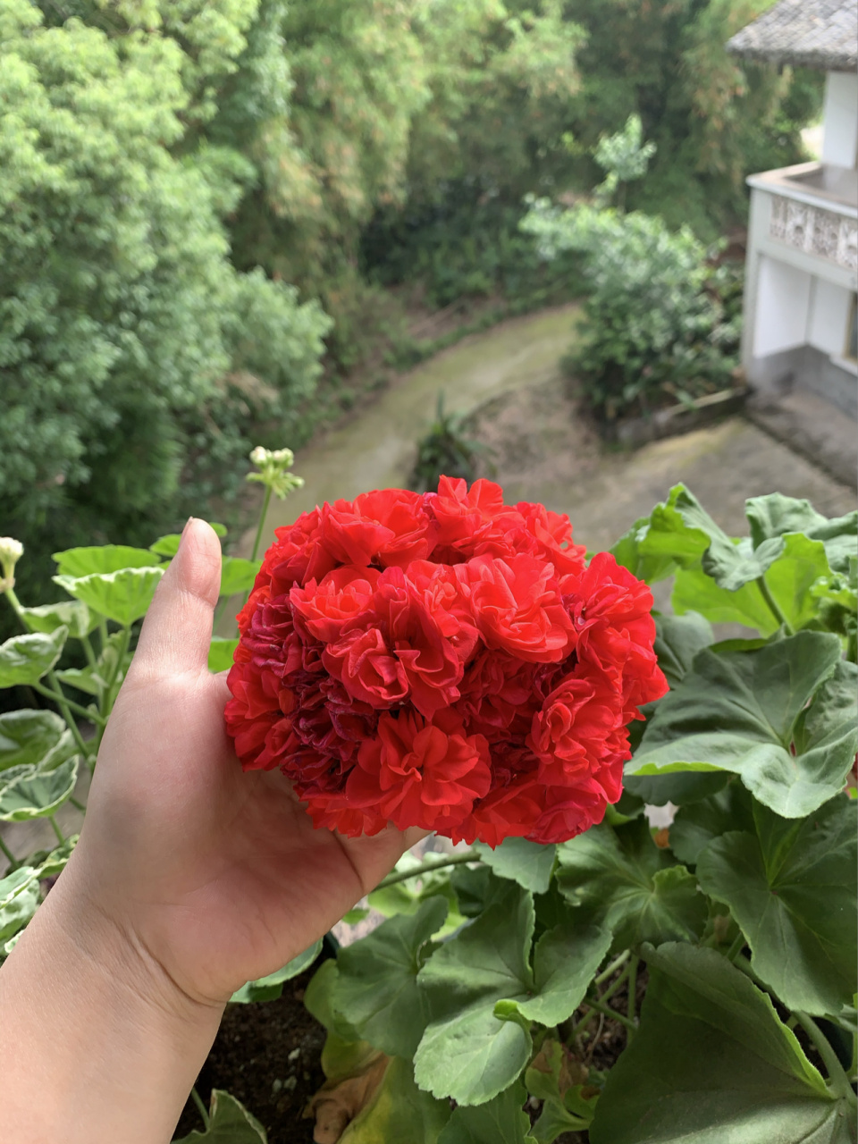 喜欢红色天竺葵那不得不介绍一下—肯尼 肯尼的花束是众多花束中数一